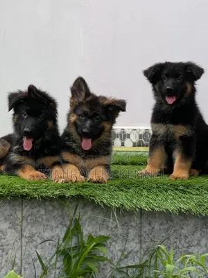1-3 months Female Purebred German Shepherd