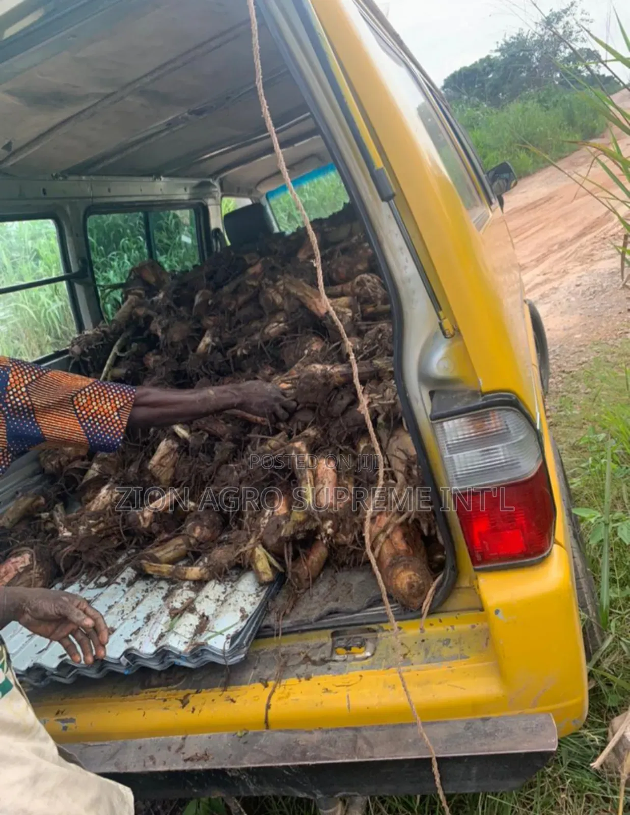 Plantain Suckers (Giant Elephant )