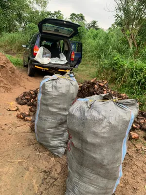 Plantain Suckers (Giant Elephant )