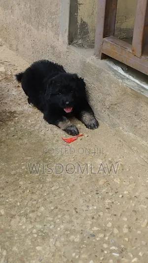 1-3 months Male Purebred Caucasian Shepherd