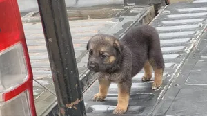 1-3 months Male Purebred German Shepherd