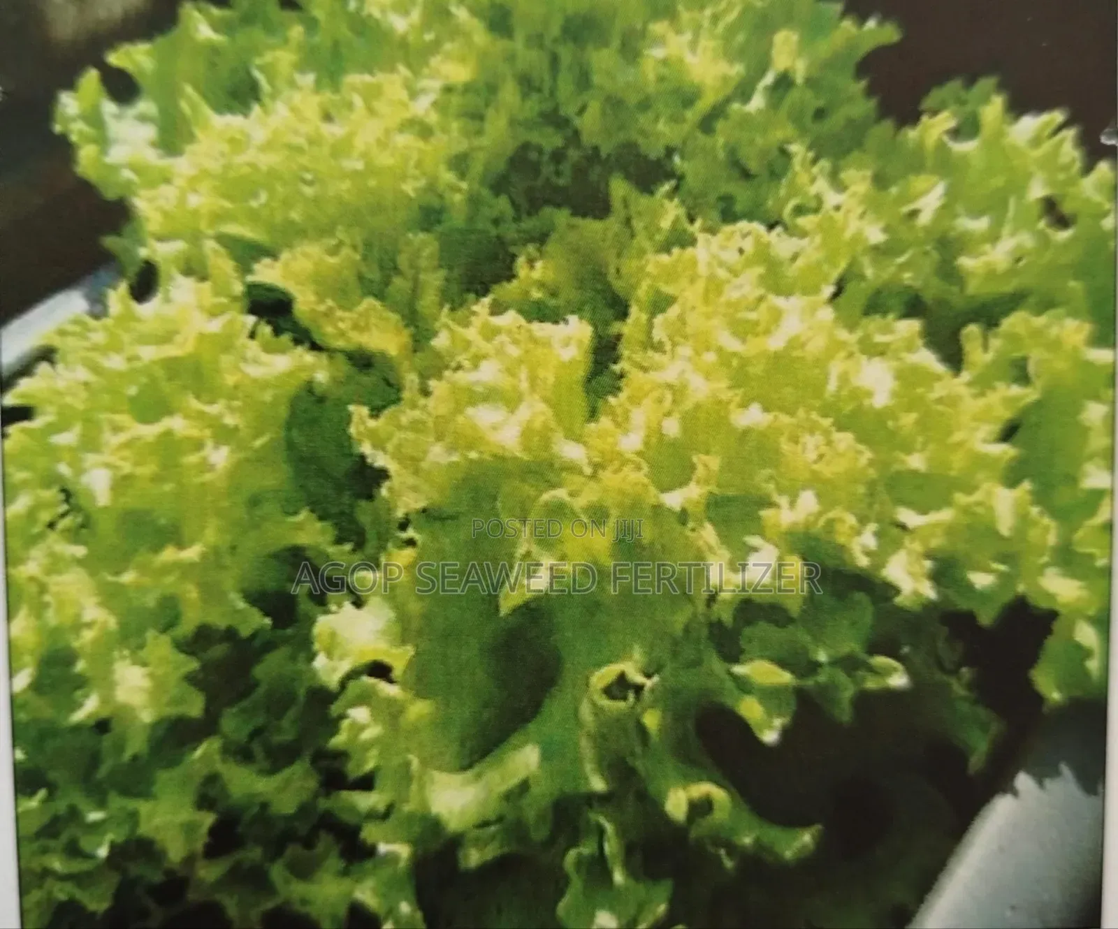 Veggie Seeds