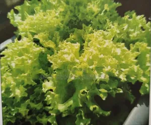 Veggie Seeds