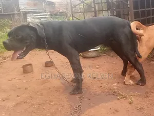 1+ year Male Purebred Boerboel