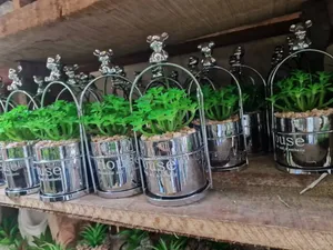 Potted Table and Shelf Flowers
