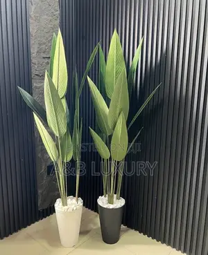 Bird of Paradise Plant + Pot and Stone