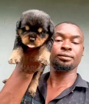 0-1 month Female Purebred Rottweiler