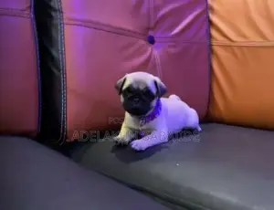 1-3 months Female Purebred Pug