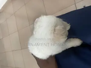 1-3 months Female Purebred Lhasa Apso