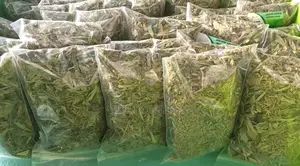1 Pack of Stevia Leaves