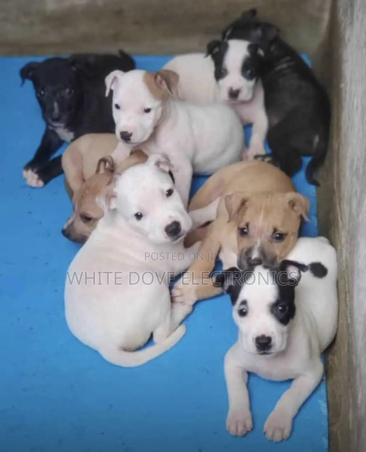 1-3 months Female Purebred American Pit Bull Terrier