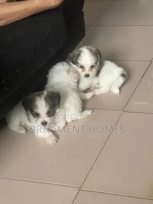 1-3 months Female Purebred Lhasa Apso