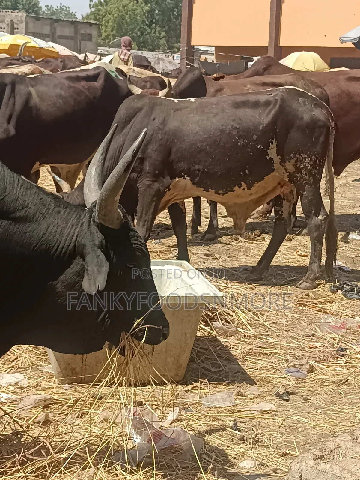 Matured Big Cows