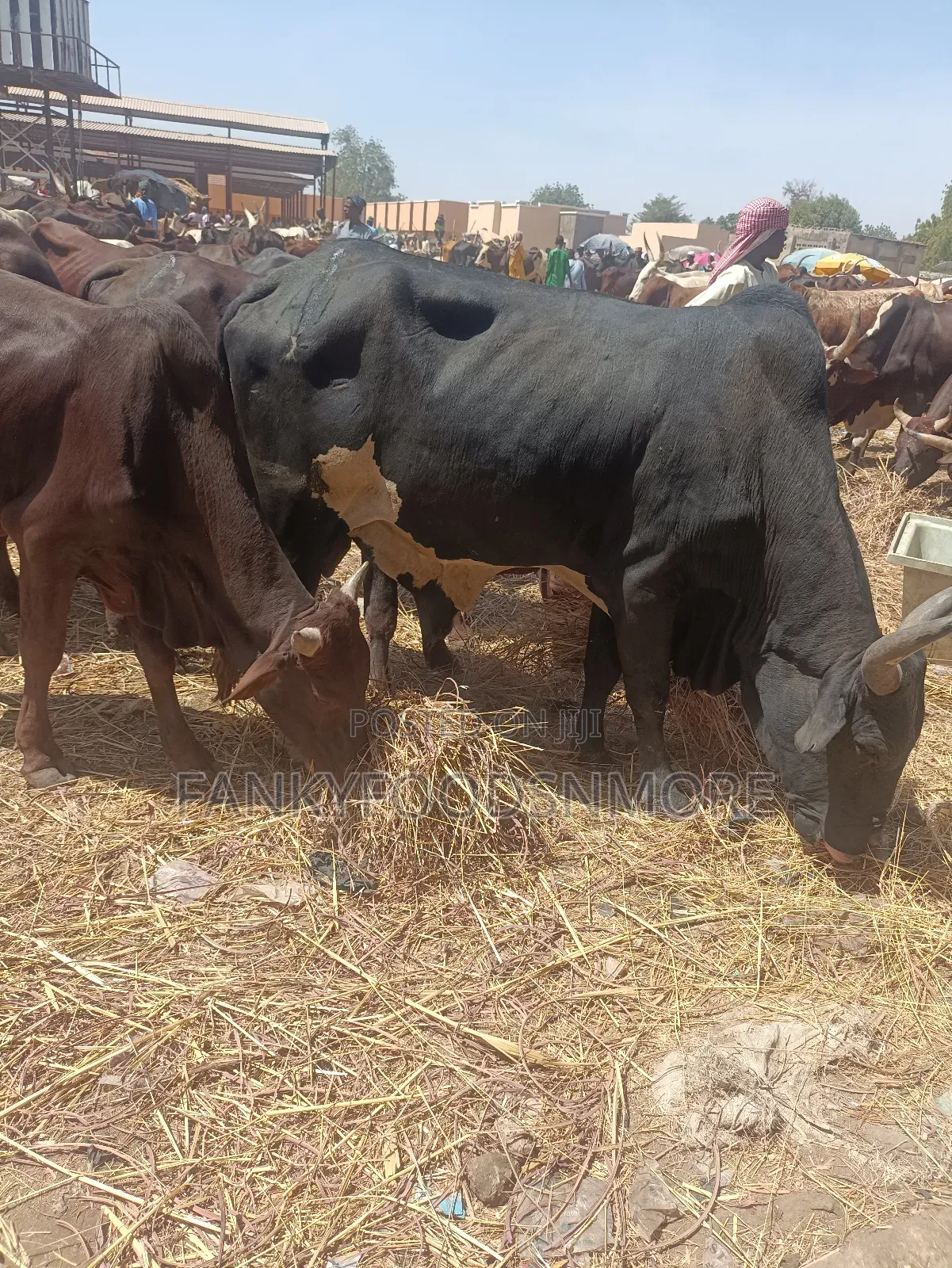 Matured Big Cows