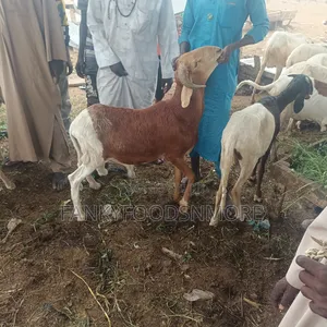Matured Big Rams