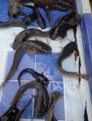 Catfish Fingerlings and Juveniles for Sale