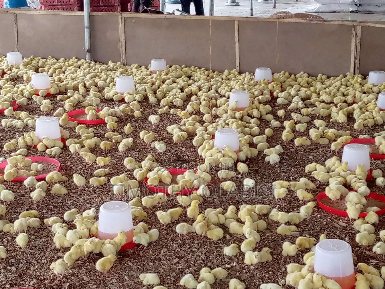 Experienced Poultry,Feedmill and Fish Farm Manager