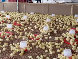 Experienced Poultry,Feedmill and Fish Farm Manager