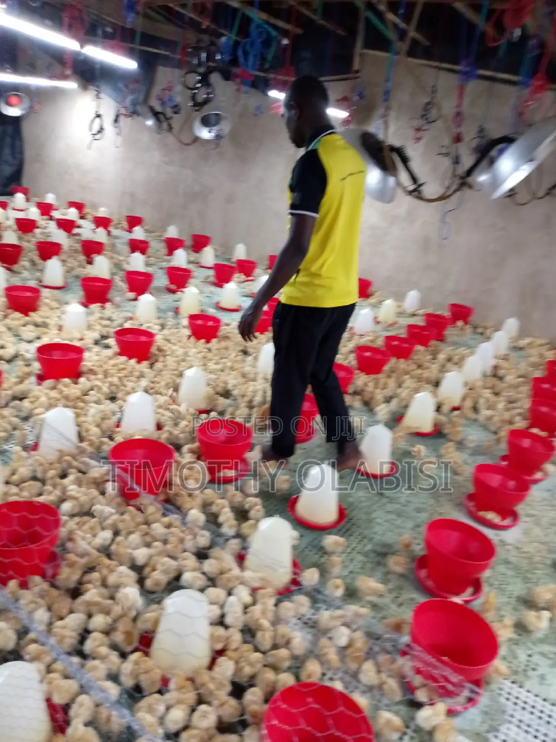 Experienced Poultry,Feedmill and Fish Farm Manager