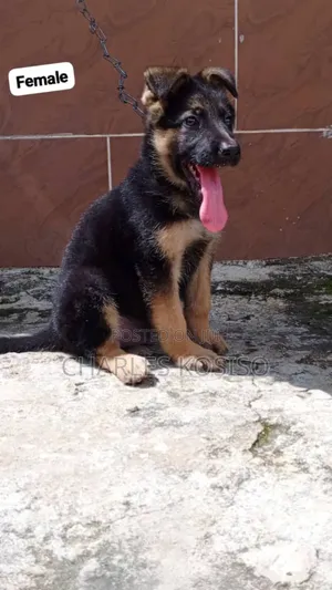 1-3 months Female Purebred German Shepherd
