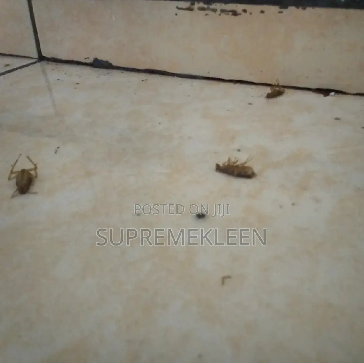 Top-Notch Fumigation Service