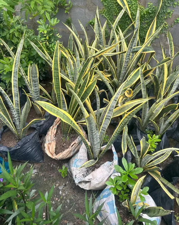 Snake Plant Real Plants Available for sale - A.A INTEGRATED BUSINESS WORLD   Price:  9,000 on Jiji.ng [Lagos Island (Eko)]
