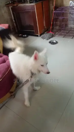 1+ year Male Purebred American Eskimo