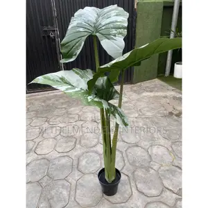 Photo - Fake/Artificial Alocasia Cacullata Tree | 120cm