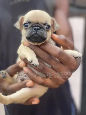 1-3 months Male Purebred Pug
