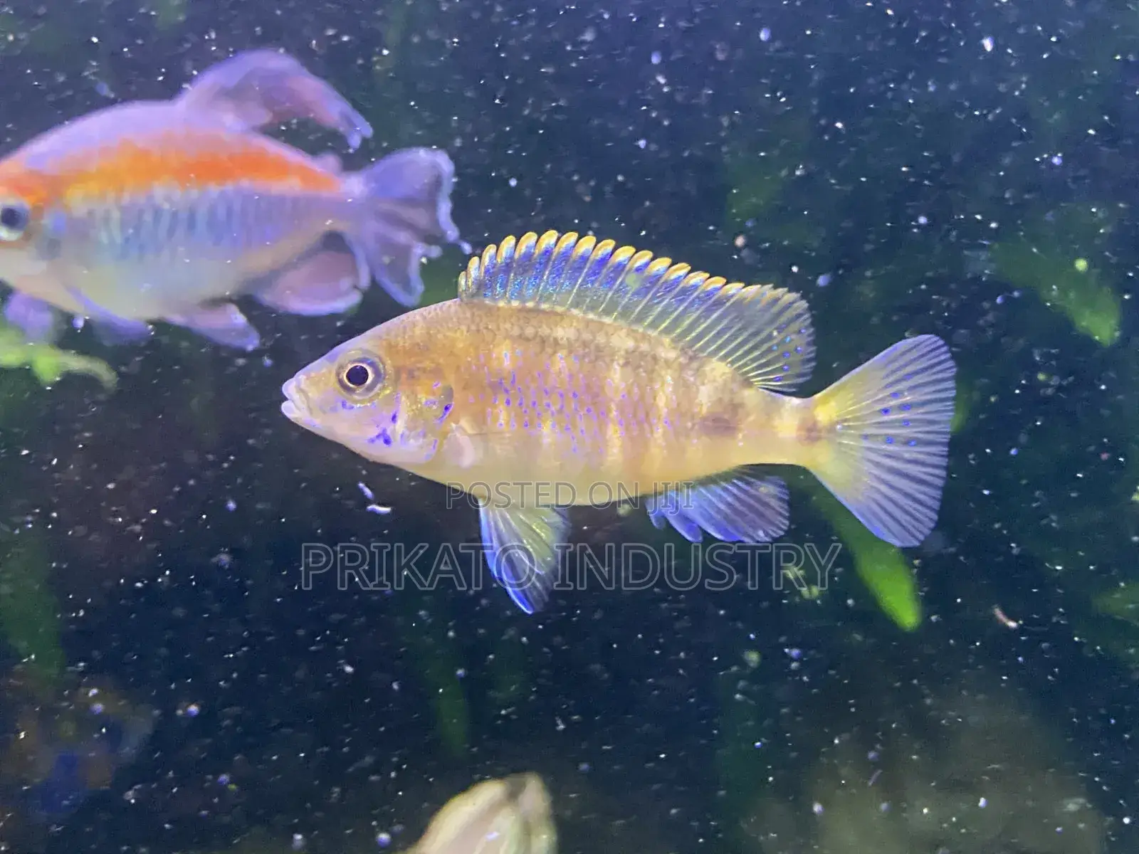 Aquarium Tank for Your Home Interior