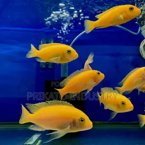 Aquarium Tank for Your Home Interior