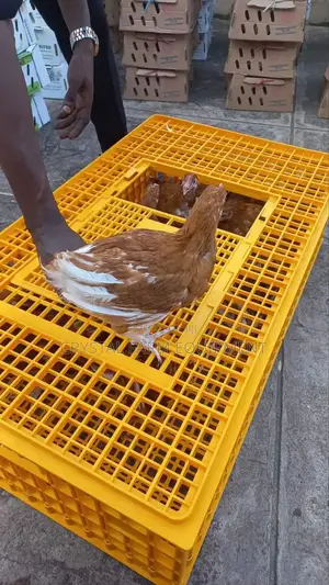 Transfer Crate