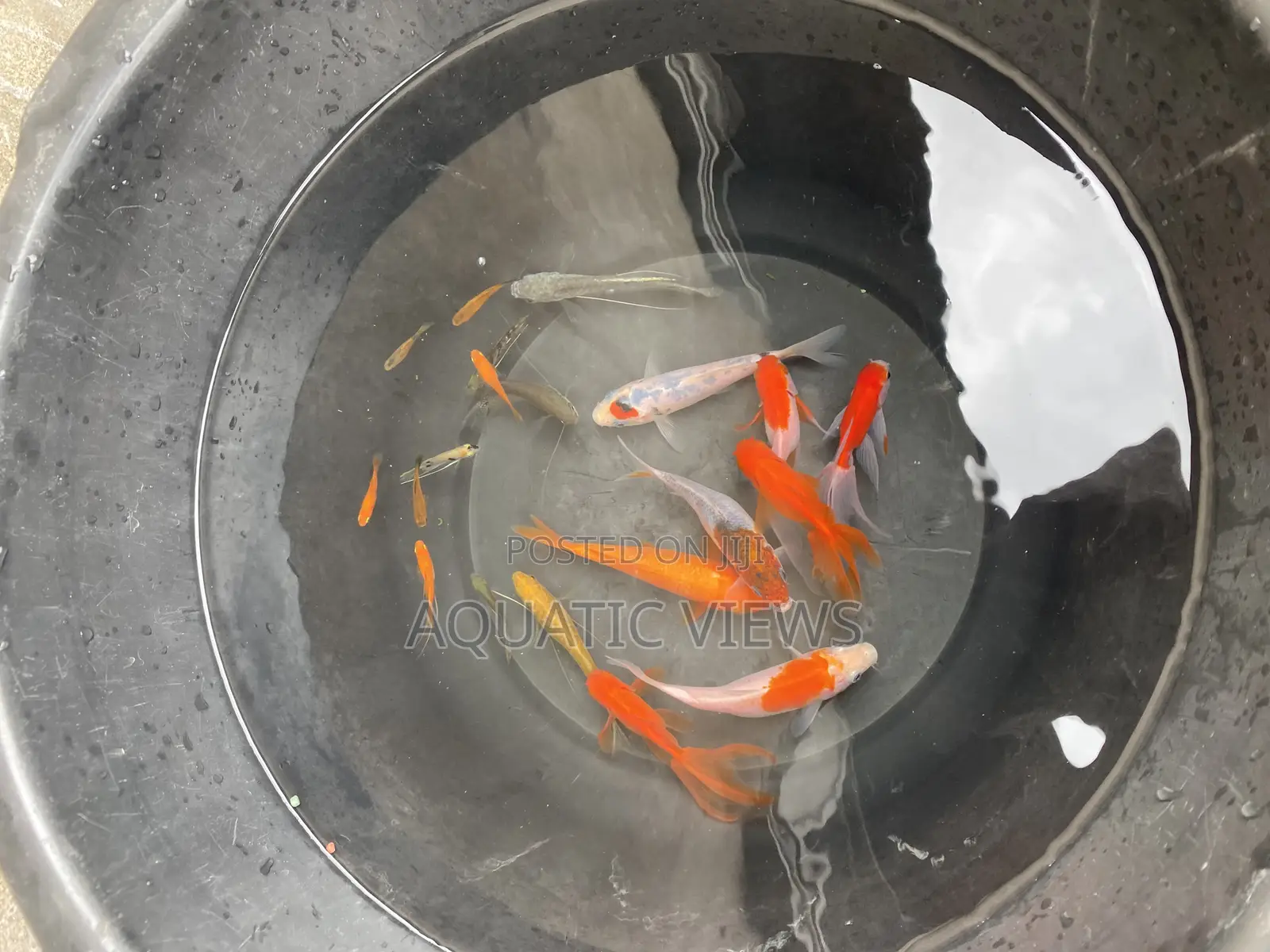 Koi Fishes