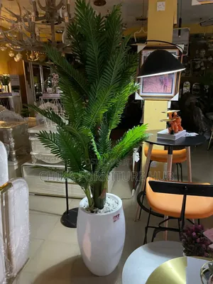 Decorative Fibre Plant