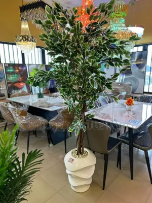 Decorative Plants for Homes Nd Office