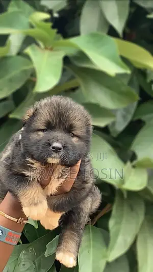 1-3 months Female Purebred Caucasian Shepherd