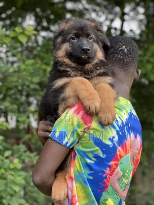 1+ year Male Purebred German Shepherd