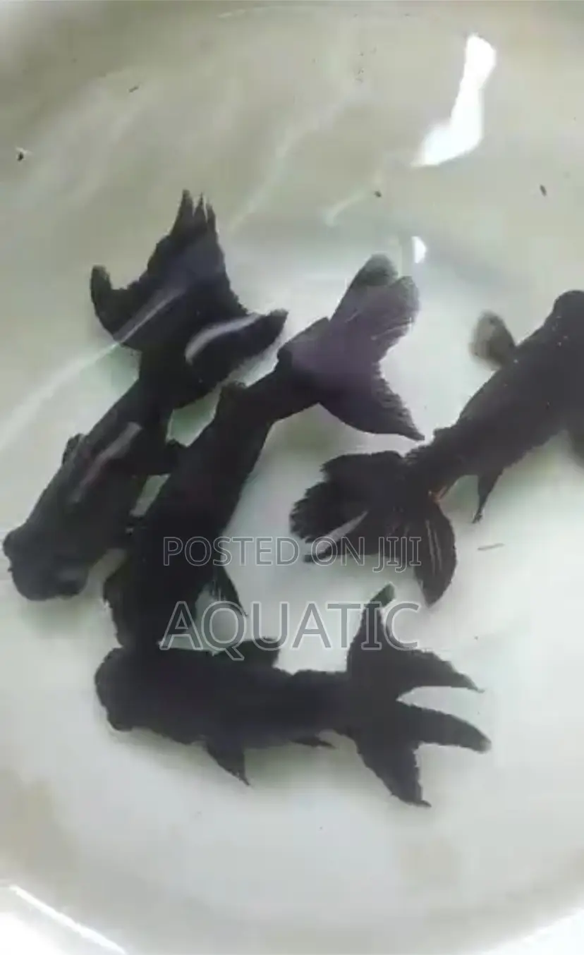 Black Moor Fish