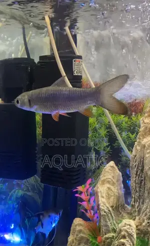 Cigar Shark