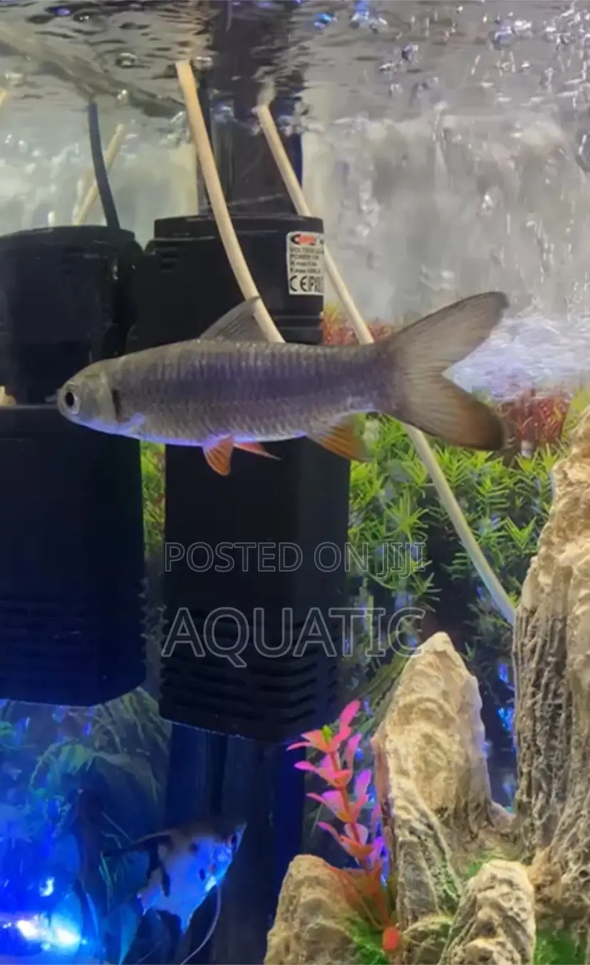 Cigar Shark