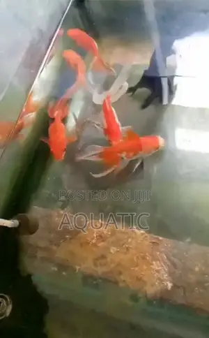 Oranda Gold Fish