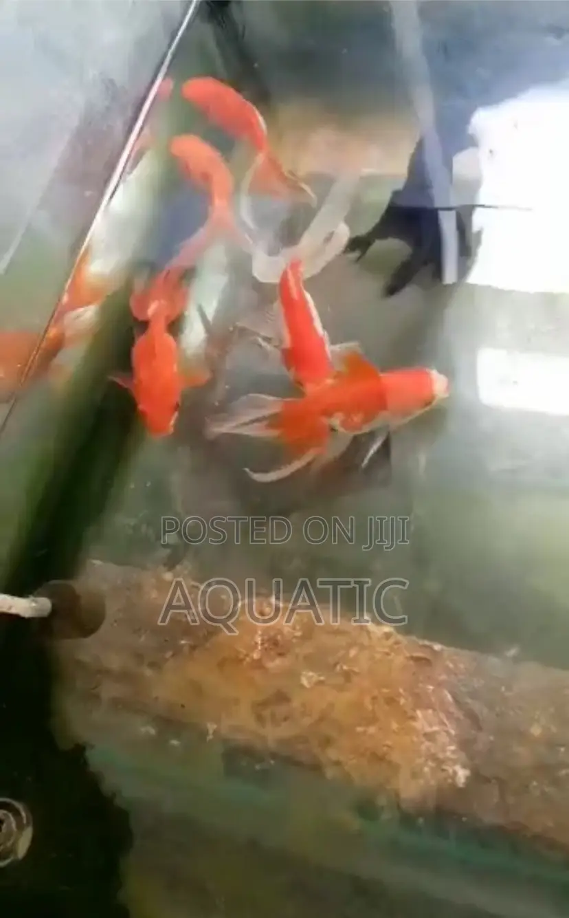Oranda Gold Fish