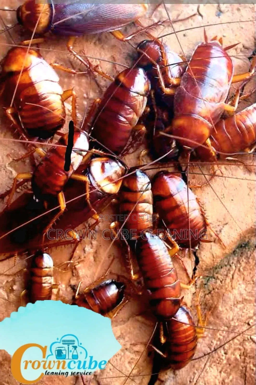 PEST Exterminator / Fumigation Services