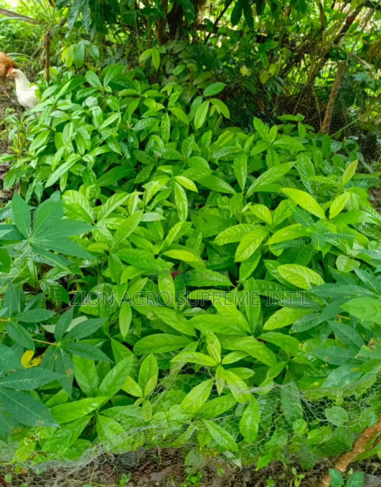 Avocado  Seedling