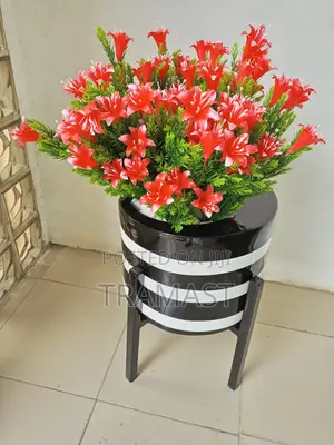 Belladonna Lily Flowers Potted With Black And White Strips F