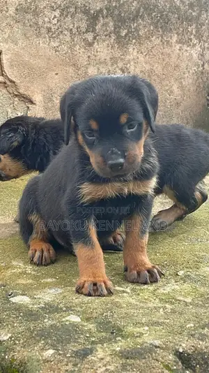 1-3 months Male Purebred Rottweiler
