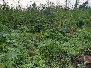 Photo - 10 Acres of Farmland for Sale