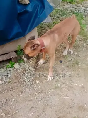1+ year Female Purebred American Pit Bull Terrier
