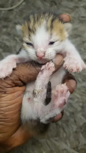0-1 month Female Purebred Turkish Angora