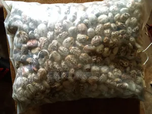 1 Kg of Castor Seeds